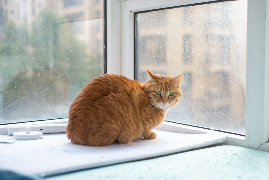 A pet cat resting on a sunny apartment window sill