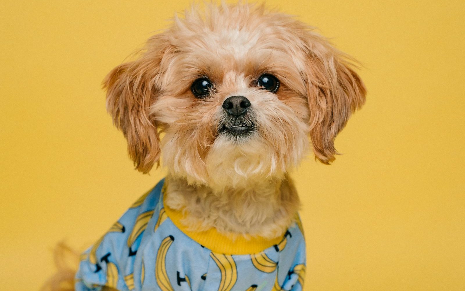 When Their Dog Barks All Day: A Calm Path Forward