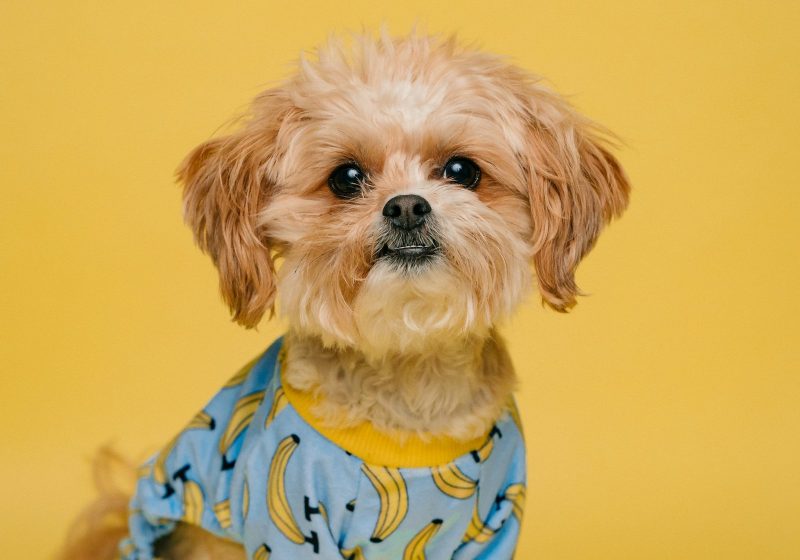 When Their Dog Barks All Day: A Calm Path Forward