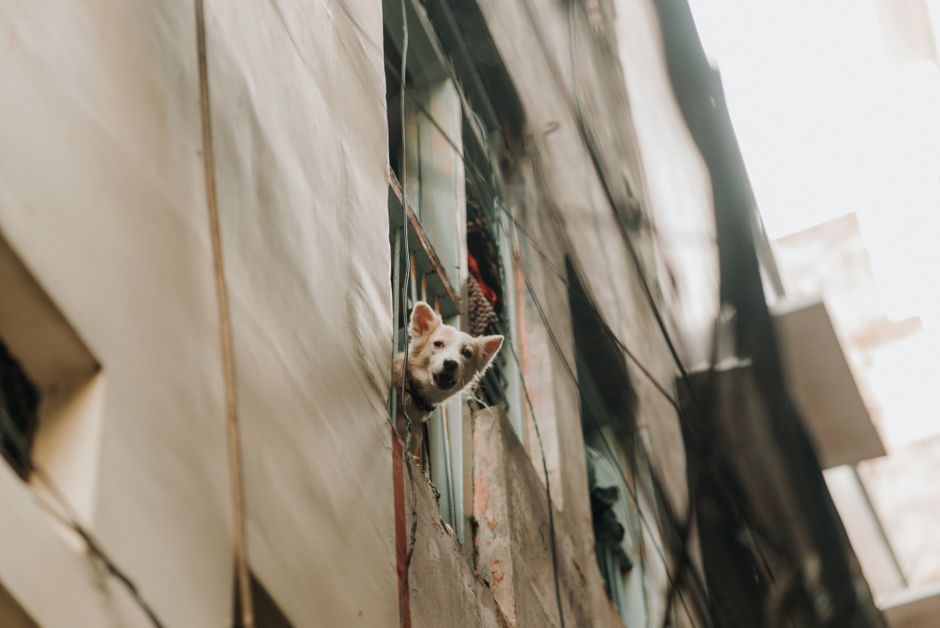 A dog standing at an apartment window looking out toward the street