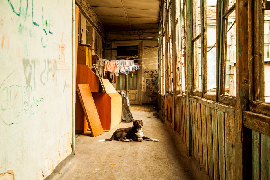 A dog on a leash walking down the carpeted hallway of an apartment building.