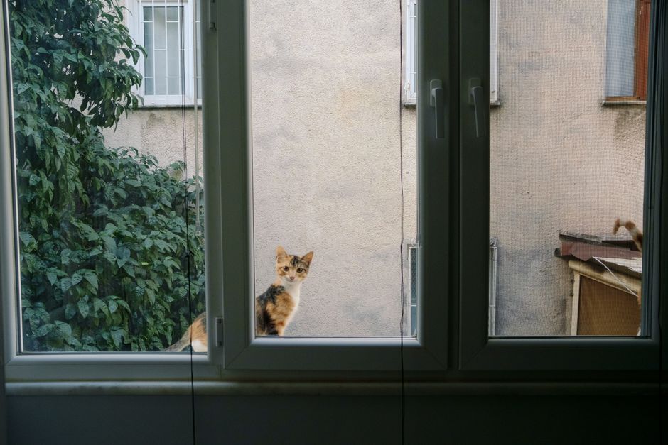 A cat sitting on an apartment window sill looking out at the view.