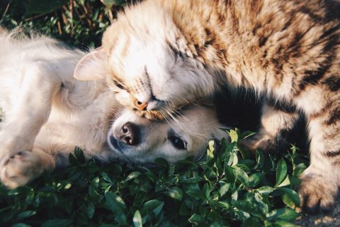 Renting With a Pet: Building Reality Versus Listing Promises