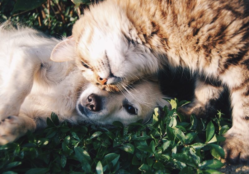 Renting With a Pet: Building Reality Versus Listing Promises