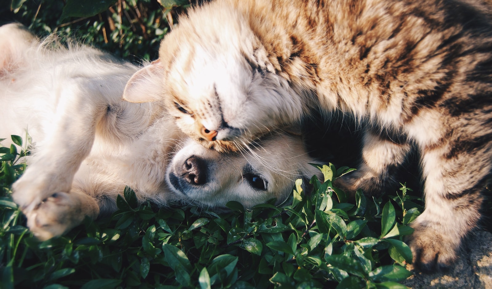 Renting With a Pet: Building Reality Versus Listing Promises