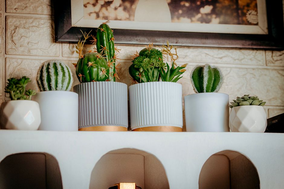 Low-maintenance potted plants such as pothos and a snake plant arranged on a shelf near an apartment window
